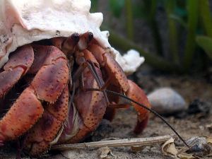 Hermit Crab Hermit Crab