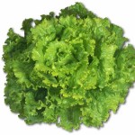Lettuce Lettuce